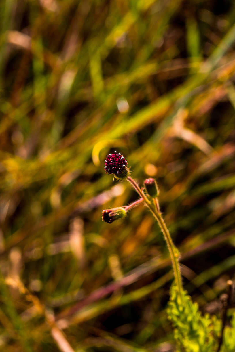 Image of Senecio erubescens var. incisus DC.