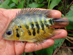 Image of Flier cichlid