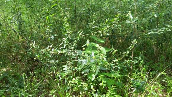 Image of spearleaf swampmallow