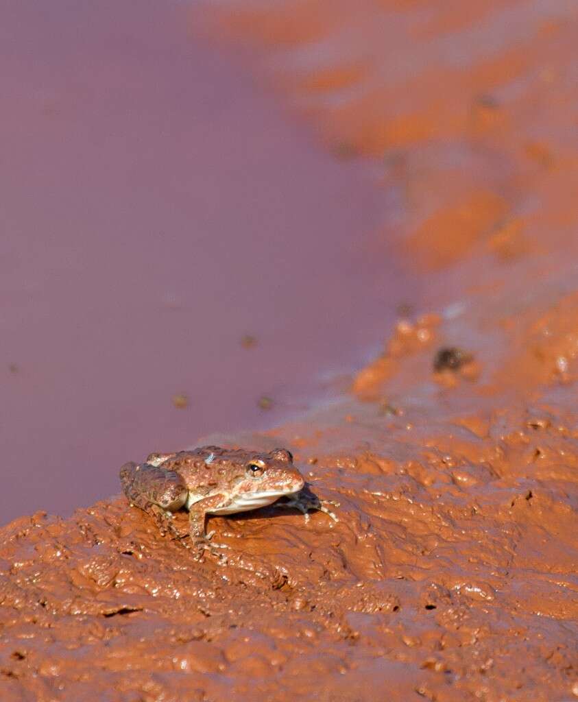 Image of slant-faced grasshopper