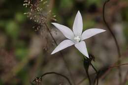 Image of Wahlenbergia ceracea Lothian