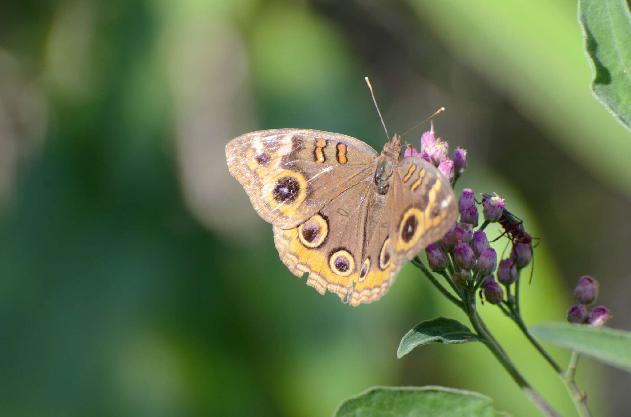 Sivun <i>Junonia neildi</i> kuva