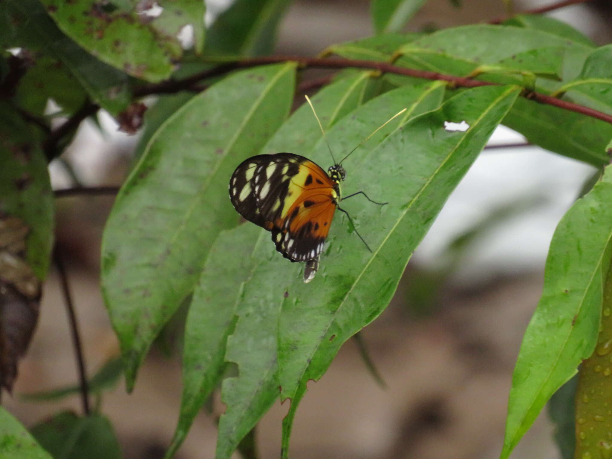 Imagem de Heliconius numatus Cramer 1780