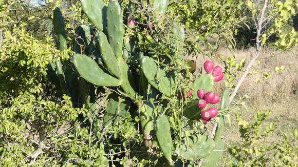 Opuntia elata Salm-Dyck resmi