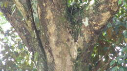 Image of Copaifera aromatica Dwyer