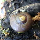 Image of <i>Powelliphanta lignaria ruforadiata</i>