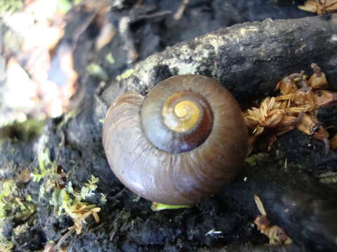 Image of <i>Powelliphanta lignaria ruforadiata</i>