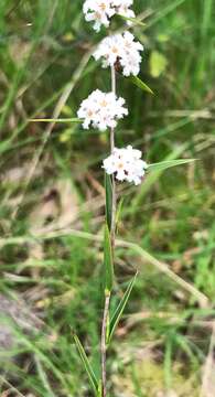 Image of Leucopogon virgatus var. virgatus