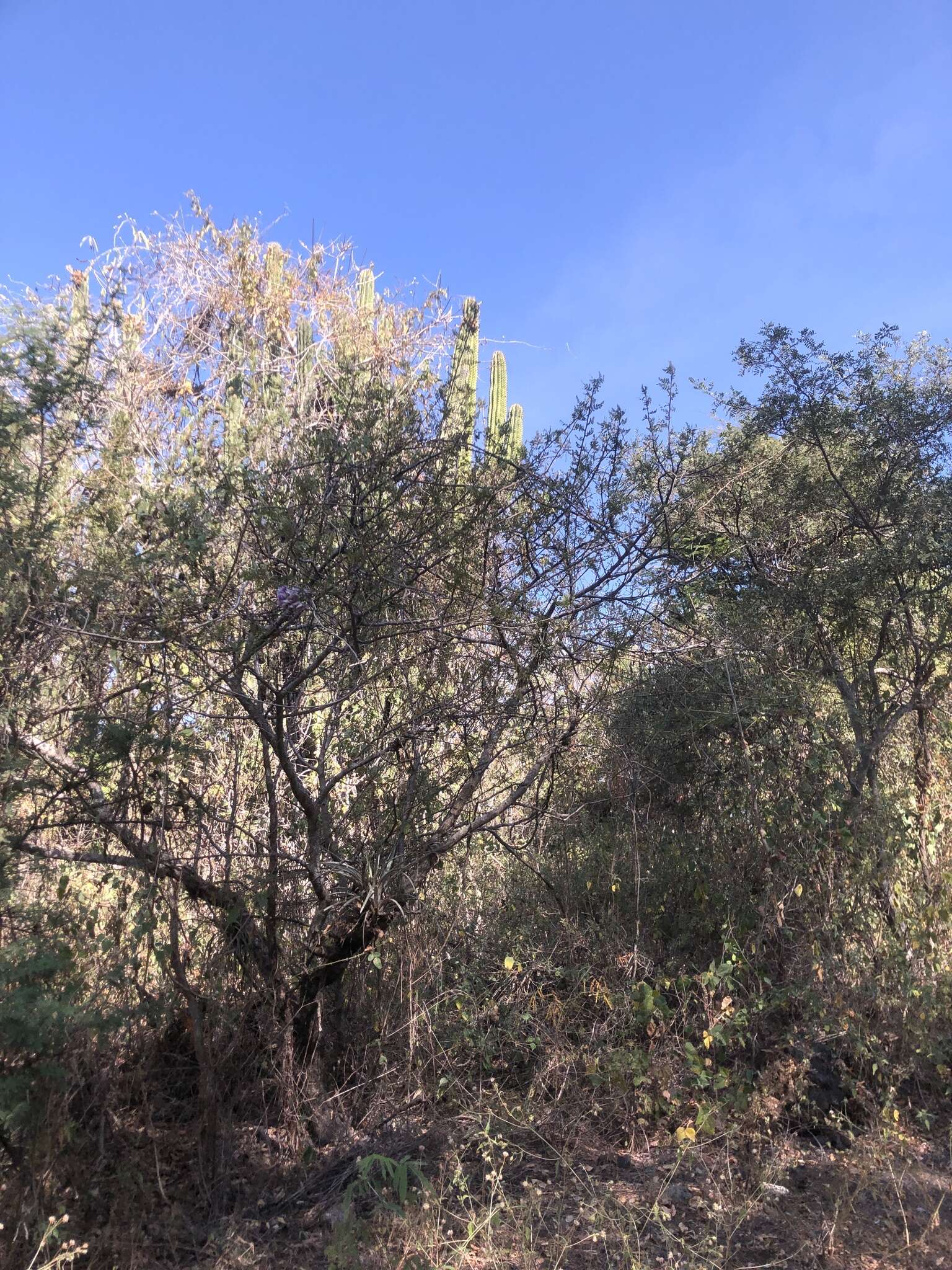 Plancia ëd <i>Ramirezella penduliflora</i>