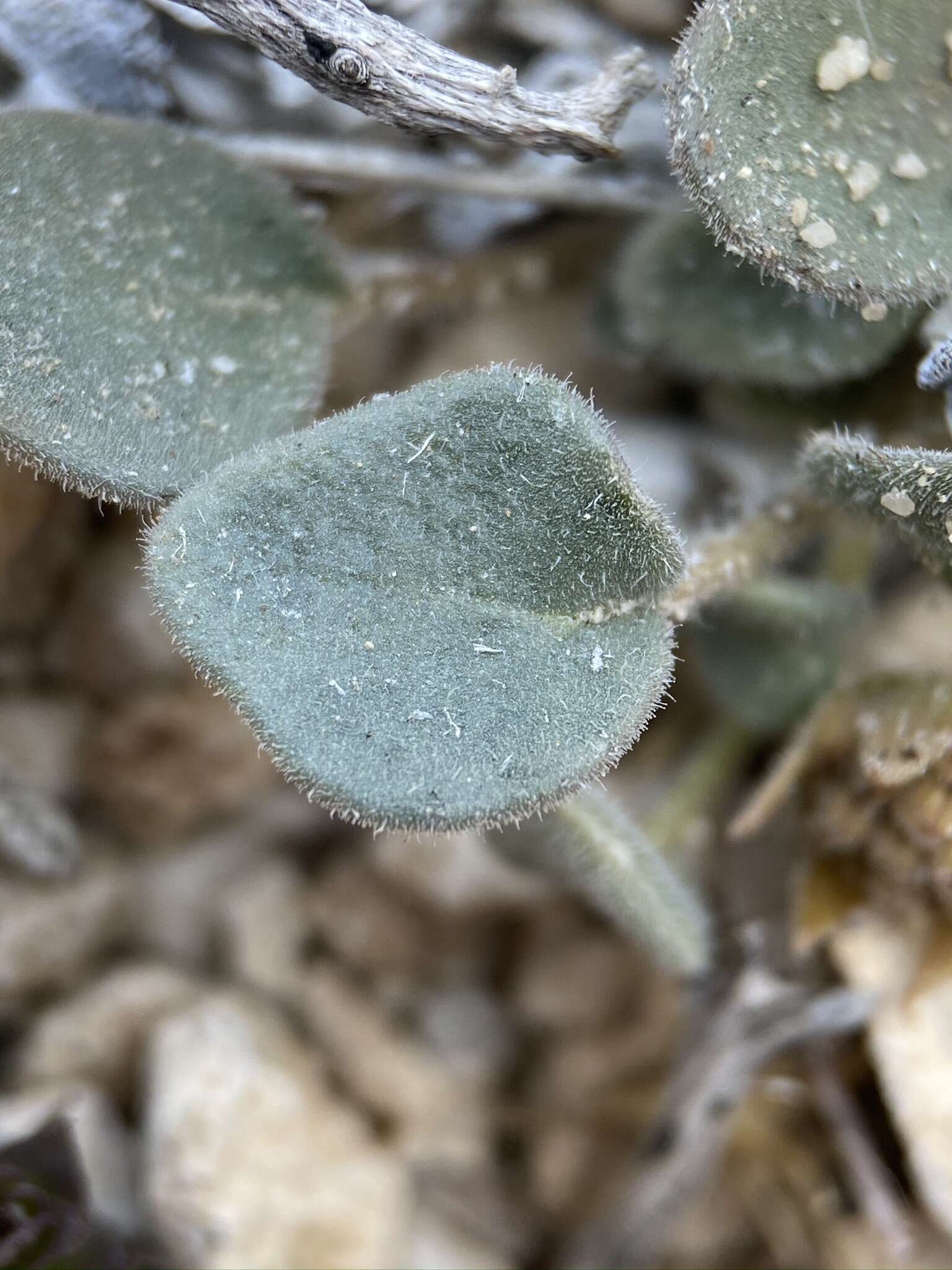 Image of Coville's dwarf sand verbena