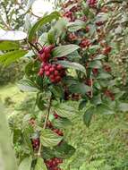 Image of Reddish viburnum