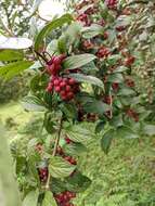 Image of Viburnum erubescens Wall.