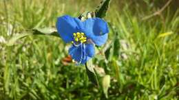 Image of commelina