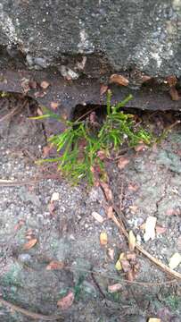 Image of whisk fern