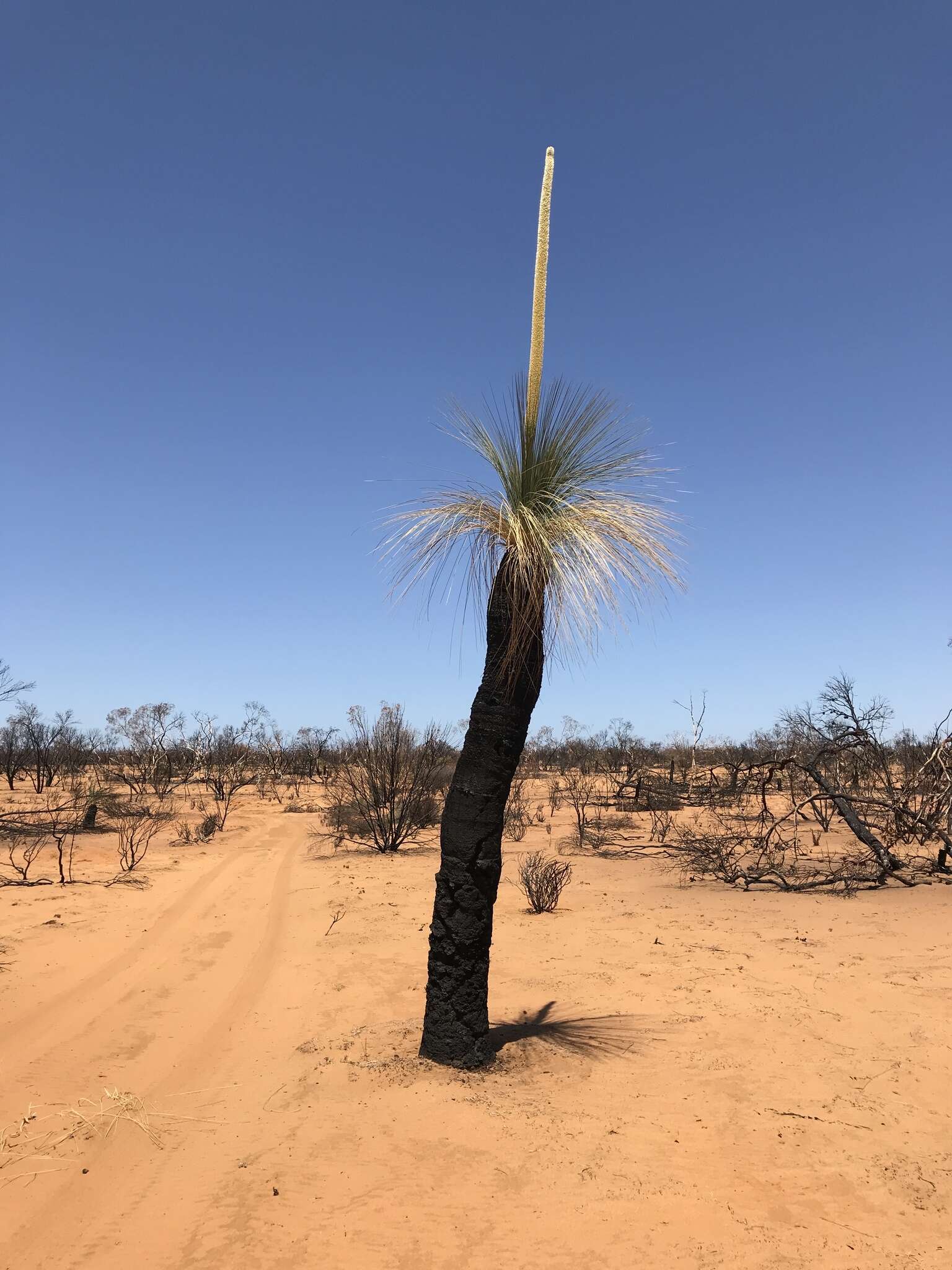 Image of Xanthorrhoea thorntonii Tate