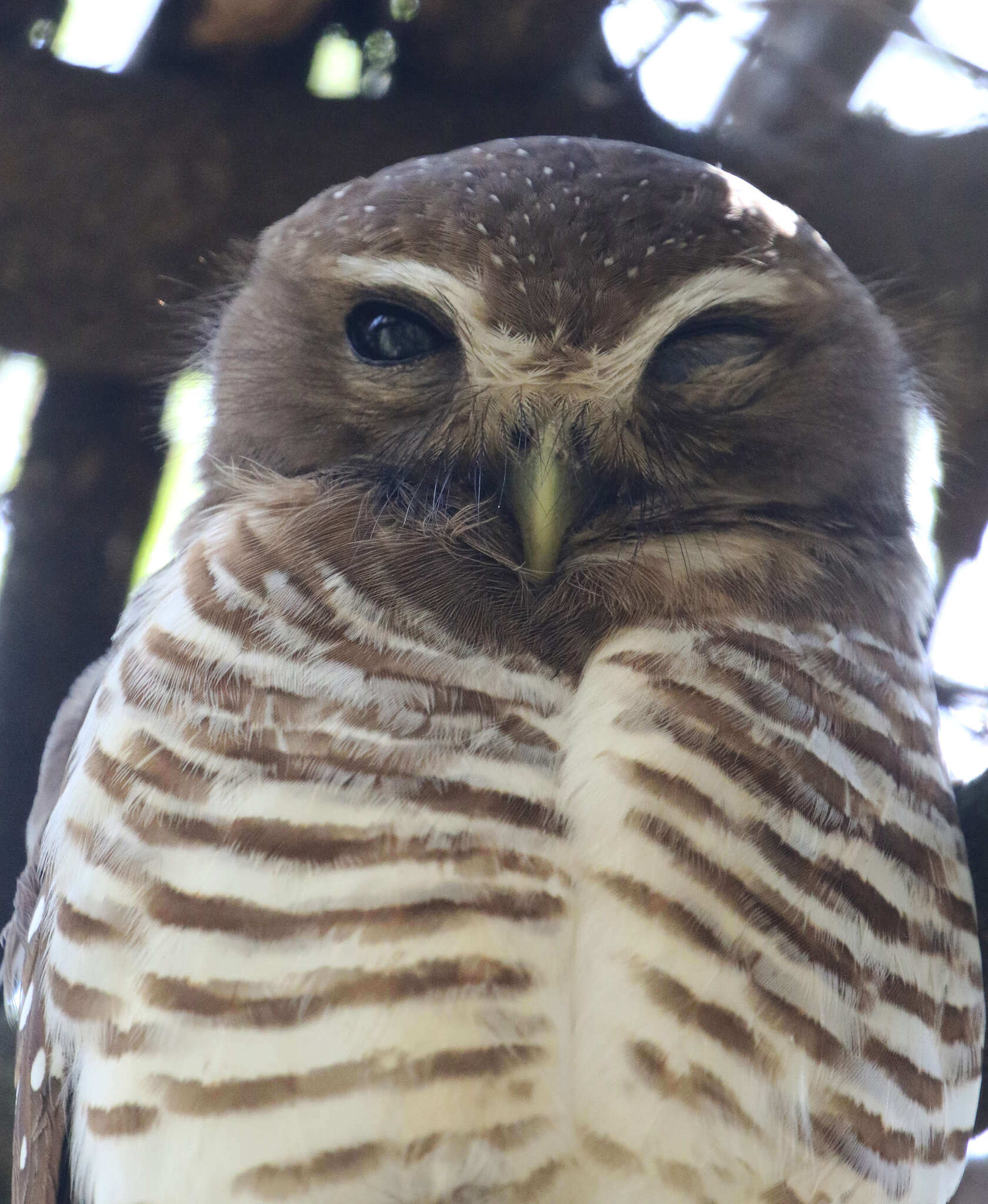 Image of White-browed Owl