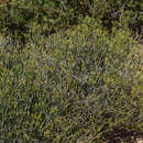 Image of Euphorbia exilis L. C. Leach