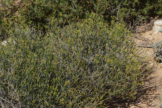 Image of Euphorbia exilis L. C. Leach