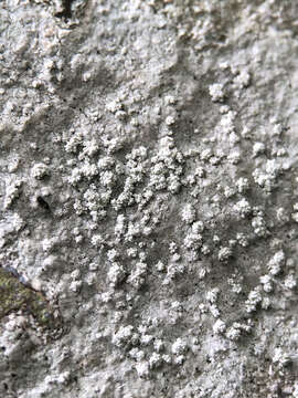 Image of Pertusaria aspergilla (Ach.) J. R. Laundon