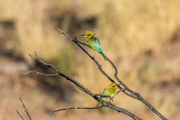 Image of Rainbow Bee-eater