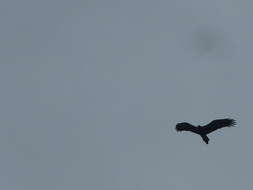 Image of Wedge-tailed Eagle