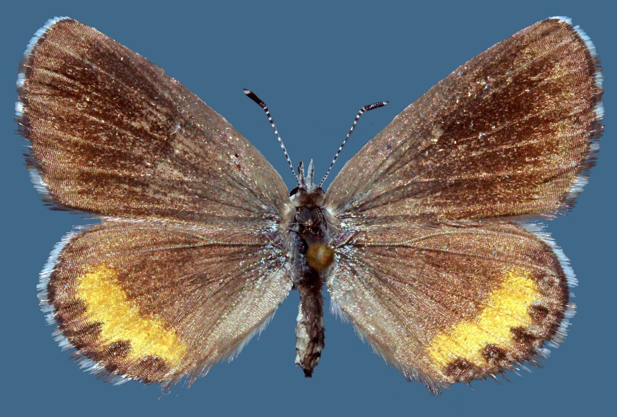 <i>Euphilotes baueri</i>的圖片