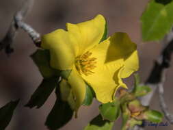 Image of Hibbertia cuneiformis (Labill.) Smith