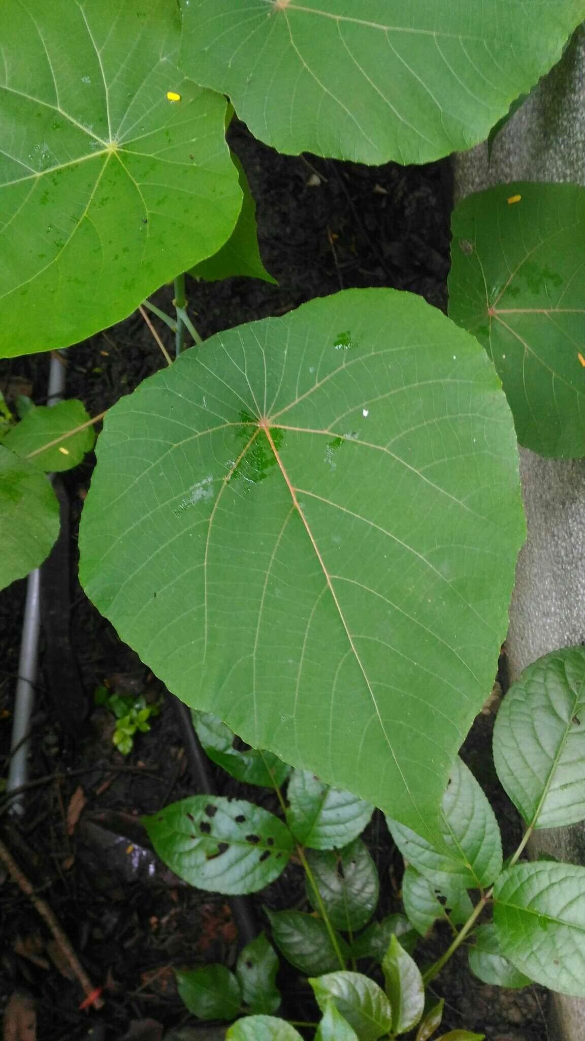 Image of parasol leaf tree