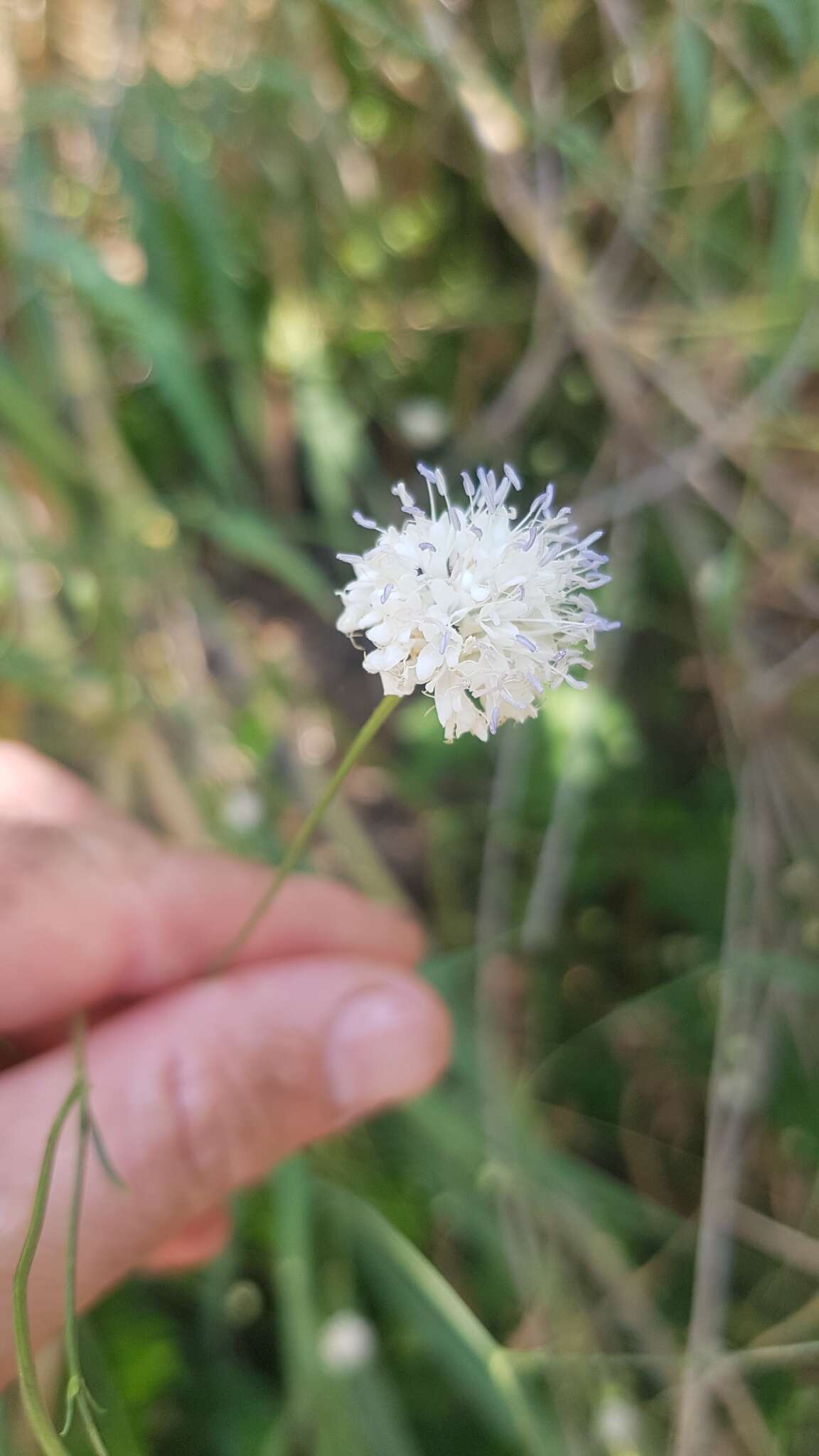 Image of Cephalaria joppensis (Rchb.) Coult.