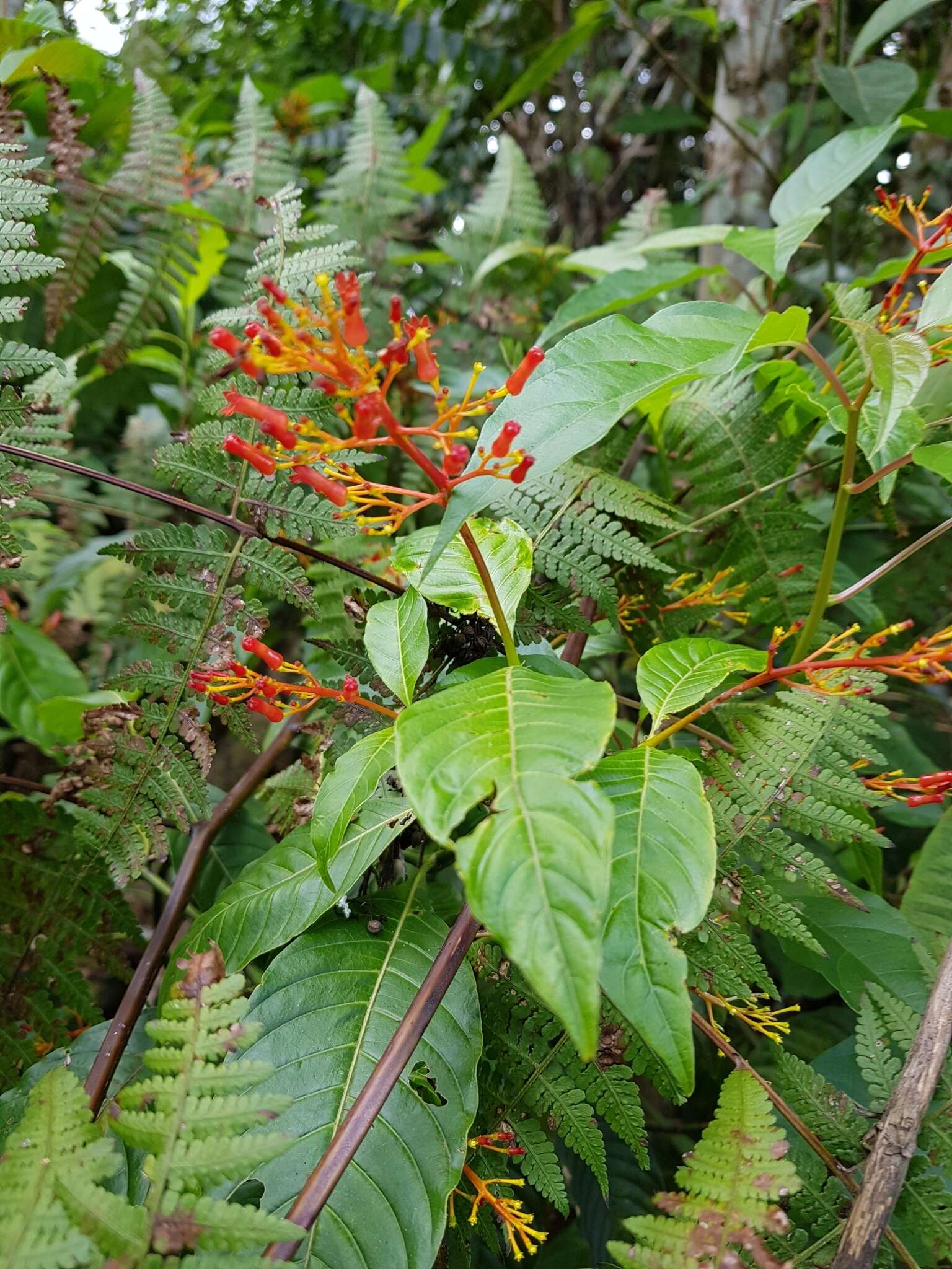 Plancia ëd Palicourea crocea (Sw.) Schult.