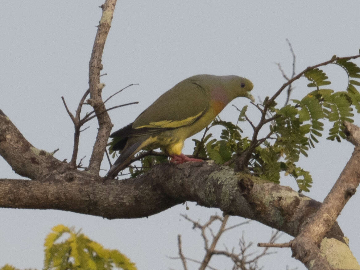 Image of Orange-breasted Green Pigeon