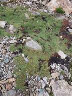 Image of Potentilla tetrandra (Bunge) Bunge ex Hook. fil.