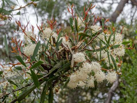 Image of Hakea nitida R. Br.