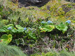 Image of giant forget-me-not