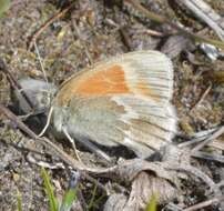 Image of Common Ringlet