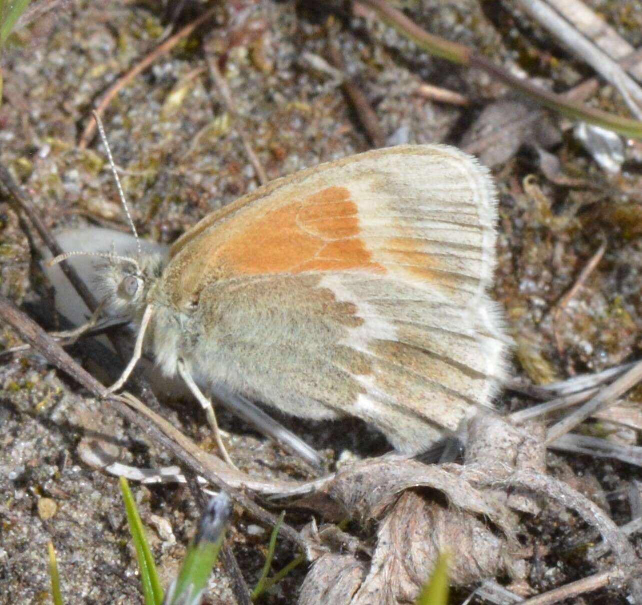 Image of Common Ringlet