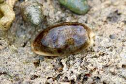 Image of mistaken cowrie