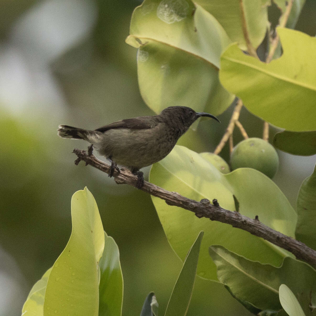 Image of Seychelles Sunbird