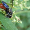 Image of Euaspis basalis (Ritsema 1874)