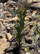 Image of Acacia purpureapetala