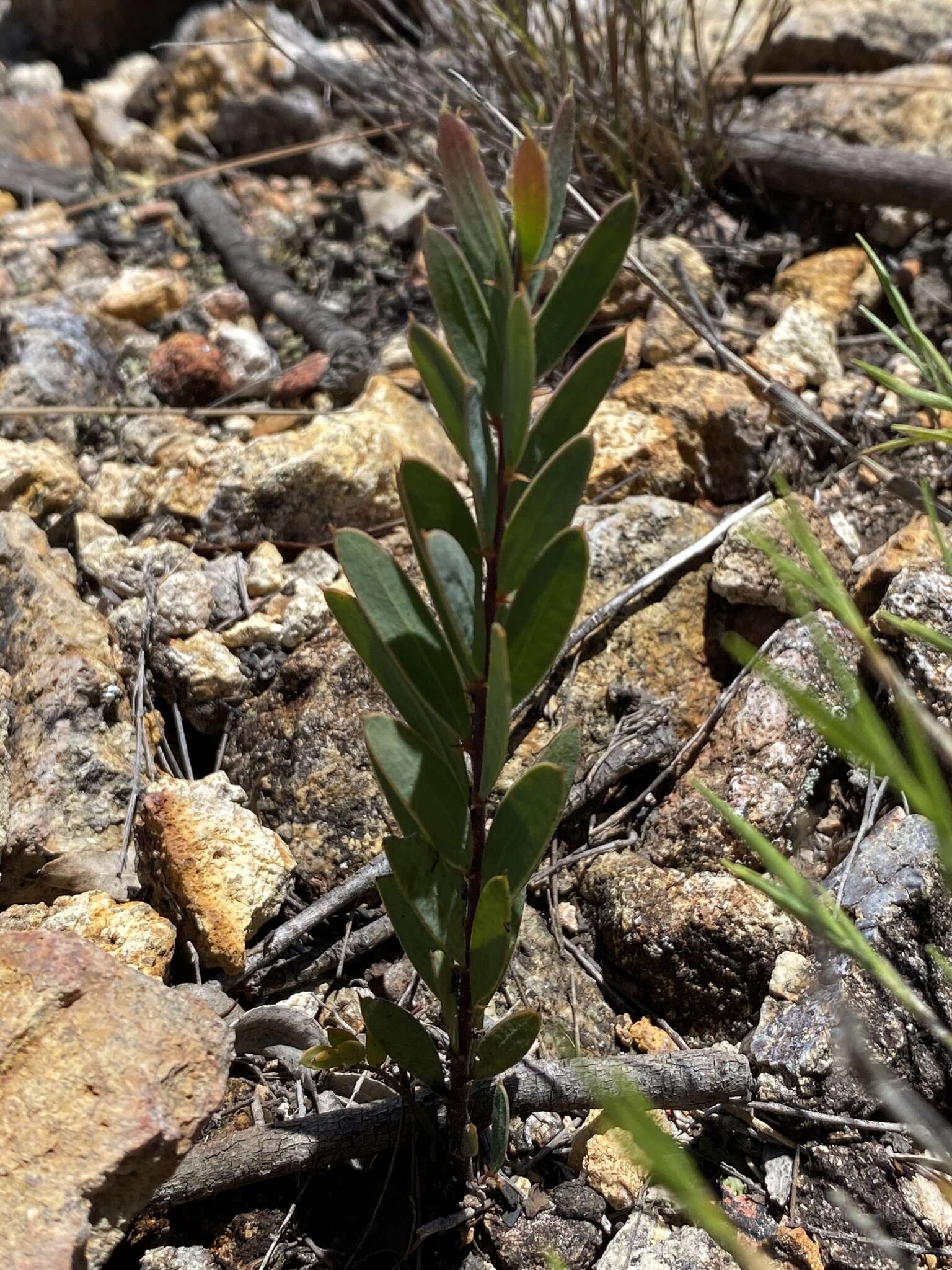 Image of Acacia purpureapetala