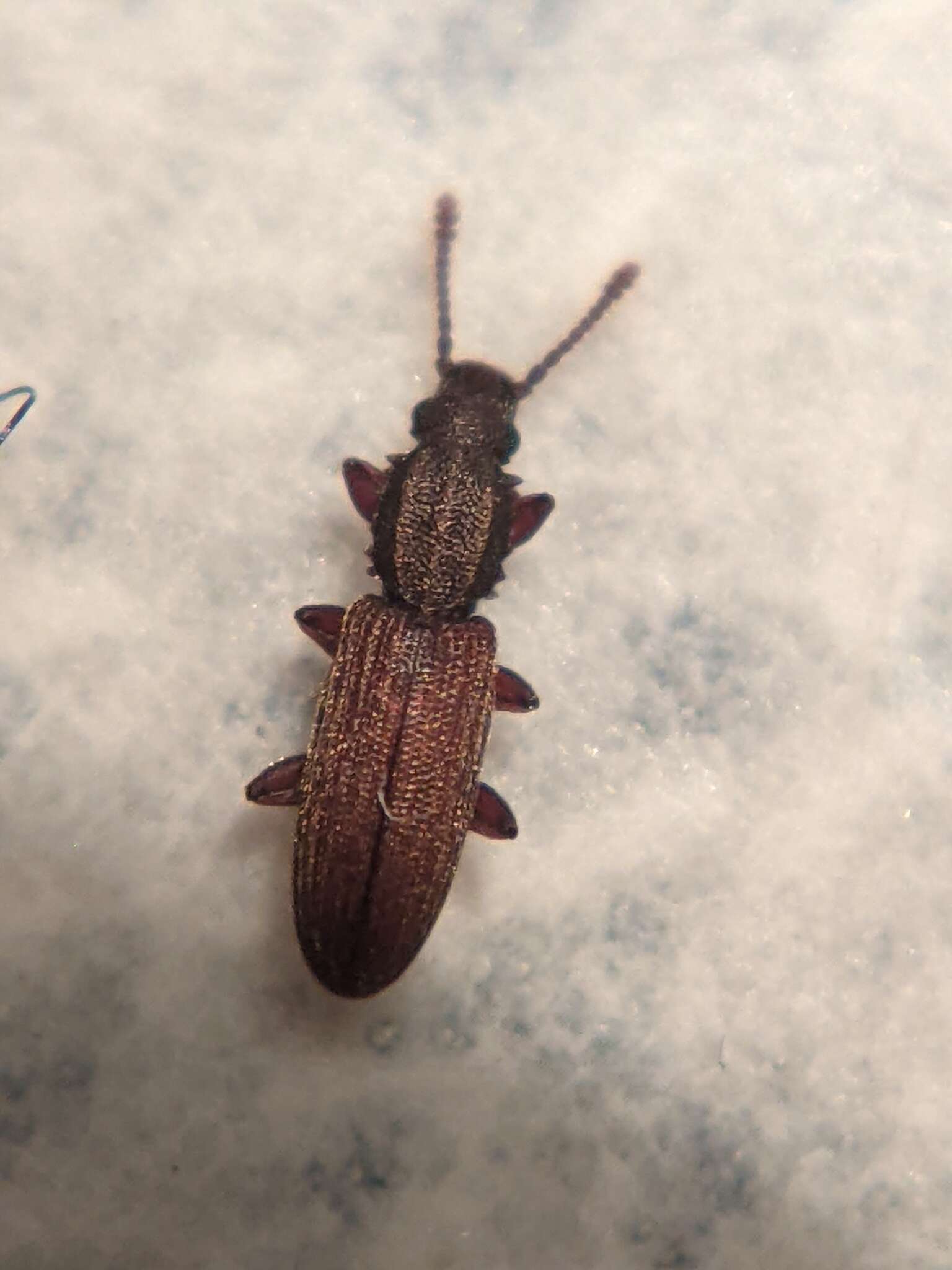 Image of Merchant Grain Beetle