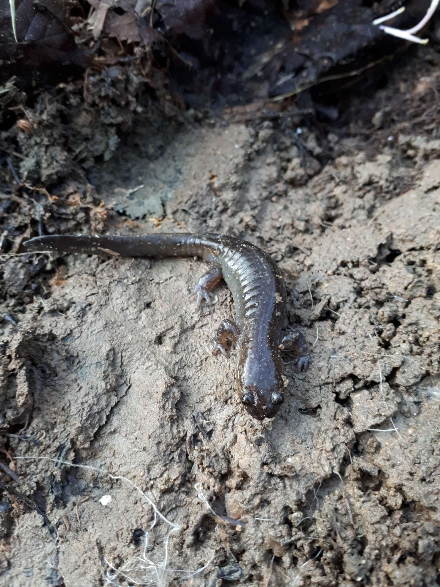 Image of Kori salamander