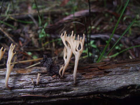 Image of Artomyces cristatus (Kauffman) Jülich 1982