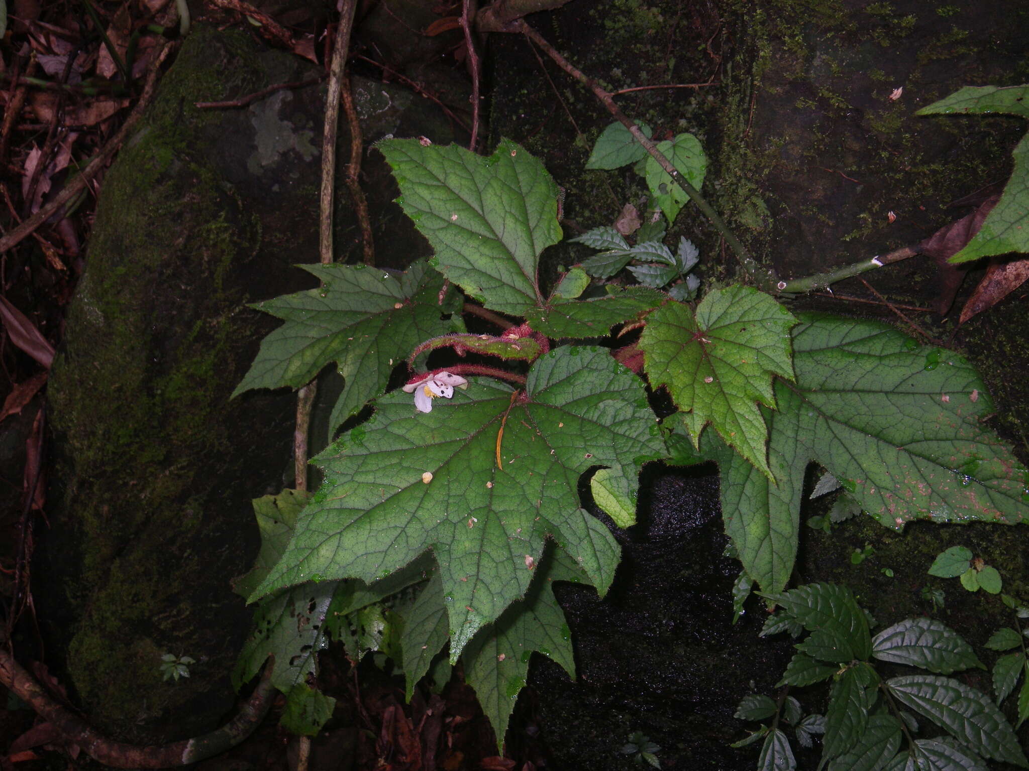 Слика од Begonia baviensis Gagnep.