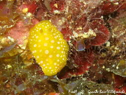 Image of white-spotted yellow nudibranch