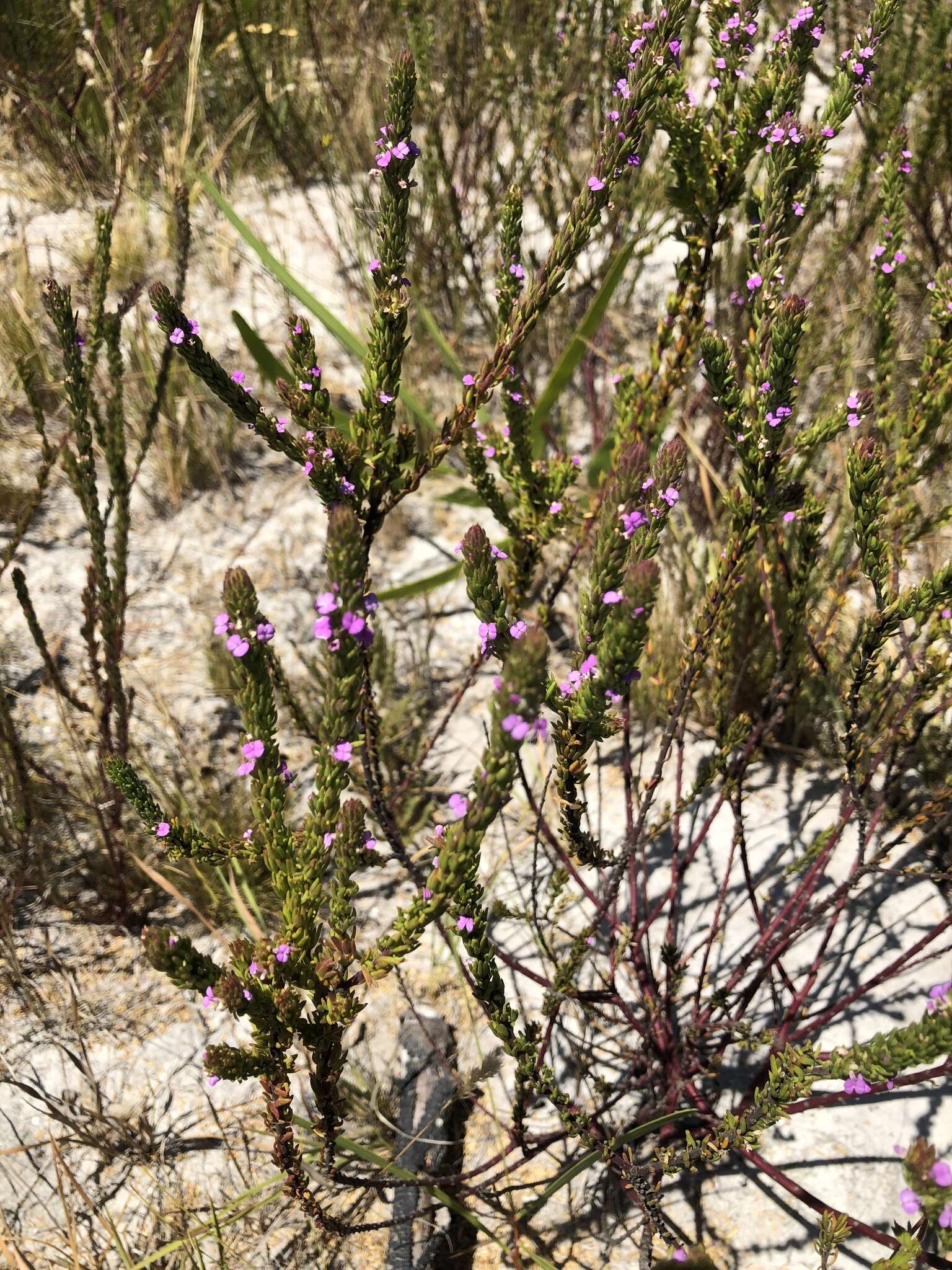 Image of Muraltia mitior (Berg.) Levyns ex Fourc.