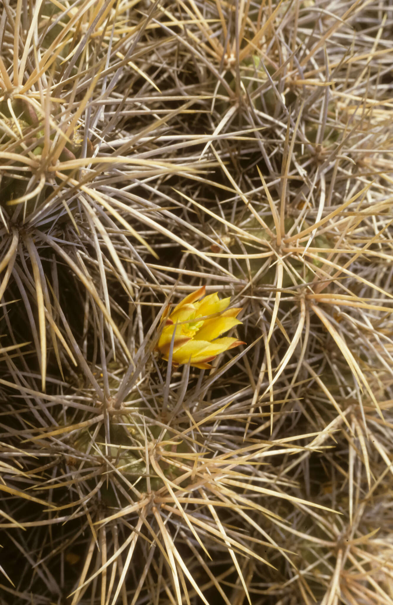 Image of Echinocereus maritimus (M. E. Jones) K. Schum.