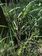 Plancia ëd Echinochloa muricata (P. Beauv.) Fernald