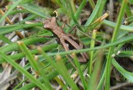 Image of Cylindera (Cylindera) armandi (Fairmaire 1886)